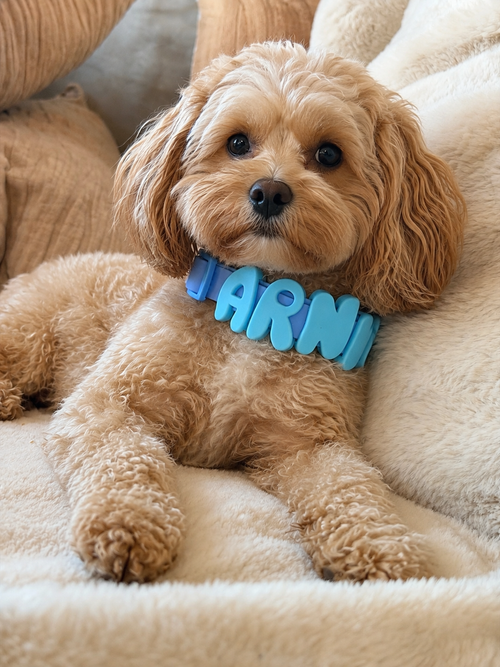 Personalised Wander Collar™