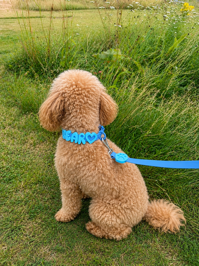 Personalised Wander Collar™
