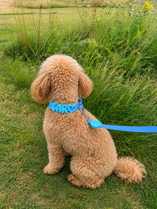 Personalised Wander Collar™