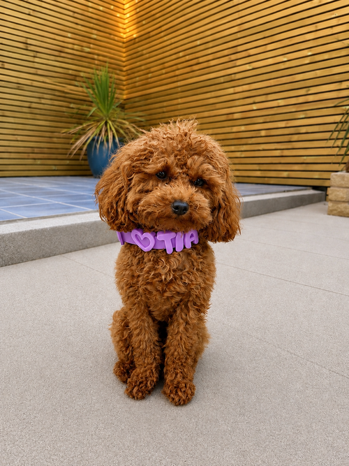 Personalised Wander Collar™