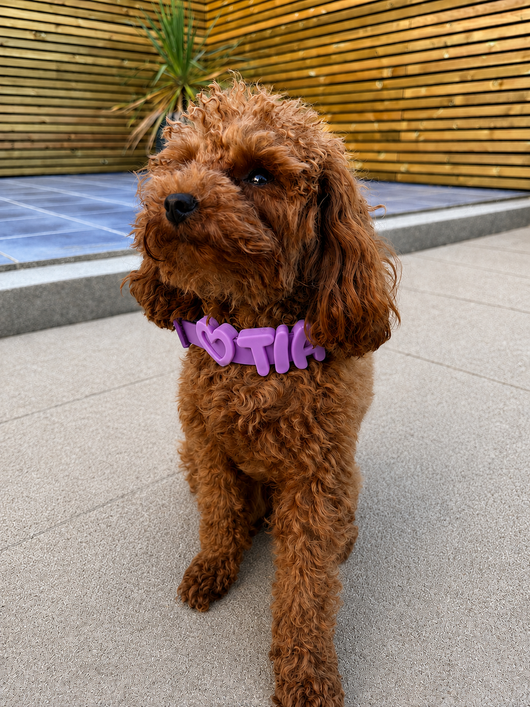 Personalised Wander Collar™