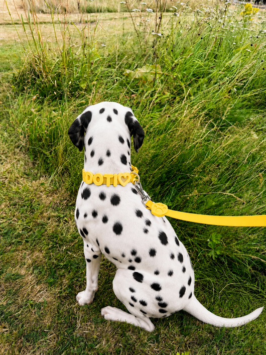 Personalised Wander Collar™